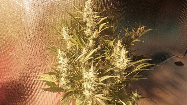 AMNESIA  AUTO Feminized