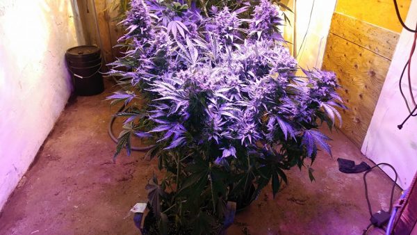 SOUR DIESEL AUTO Feminized - Image 2
