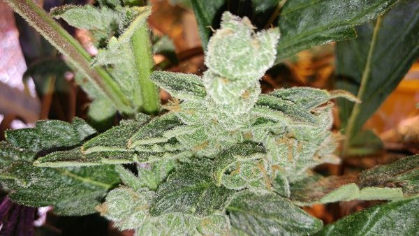 AMNESIA  AUTO Feminized - Image 2
