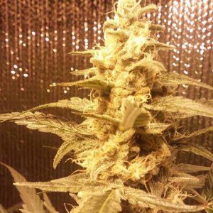 big cheese