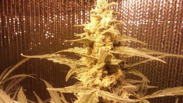 big cheese
