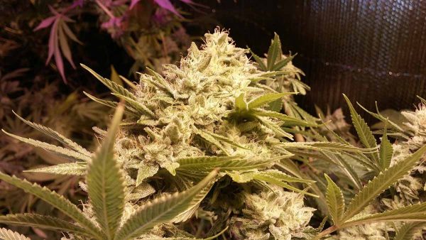 bigtop auto