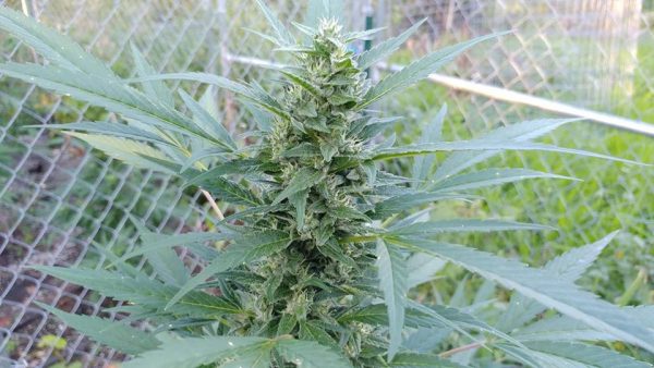 CHERRY PIE Feminized