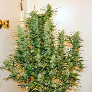 croptop auto