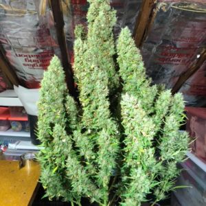 AFGHAN KUSH AUTO Feminized