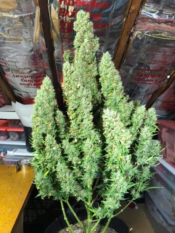 AFGHAN KUSH AUTO Feminized