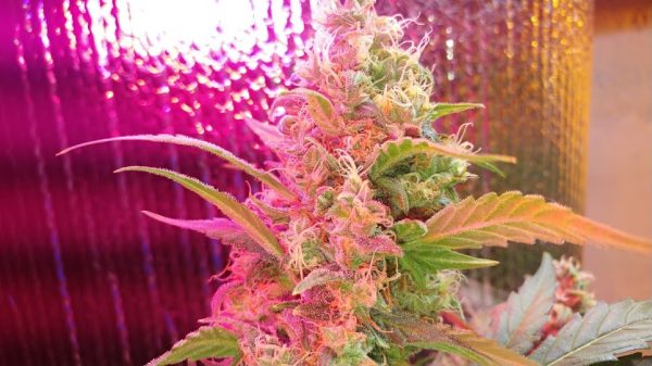 SOUR DIESEL AUTO Feminized