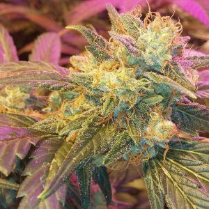 g13 diesel