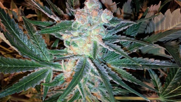 GORILLA GAS AUTO feminized