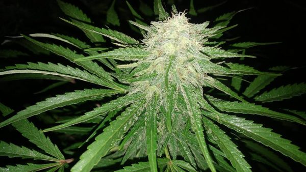 HASH PLANT MI Feminized