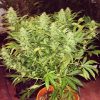 HINDU KUSH AUTO Feminized