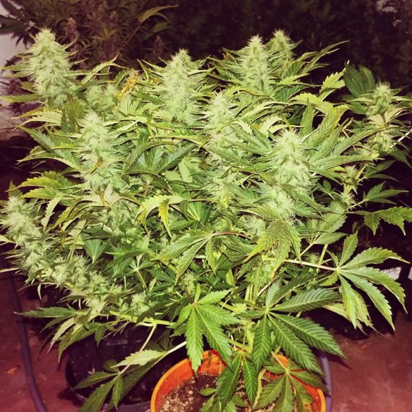 HINDU KUSH AUTO Feminized