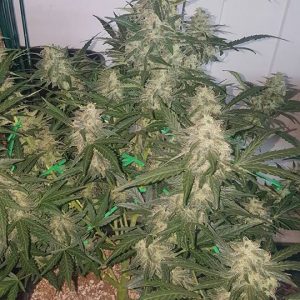 NORTHERN LIGHTS AUTO feminized