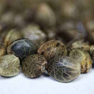 New Holland Seed Bank