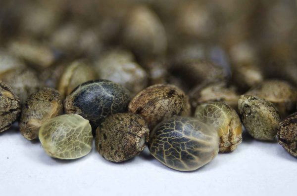 New Holland Seed Bank