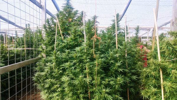 HASH PLANT MI Feminized - Image 2