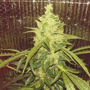 XL GREENCRACK AUTO Feminized F3