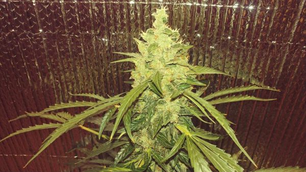 XL GREENCRACK AUTO Feminized F3