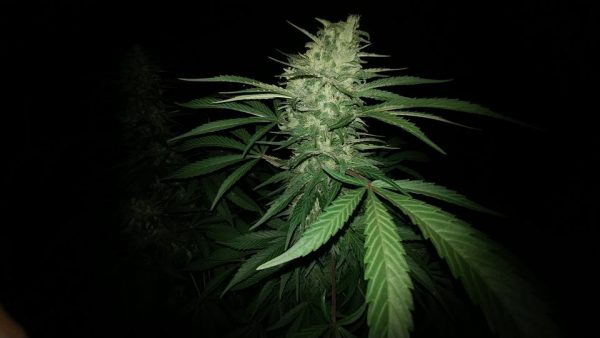 Grape Goddess Feminized
