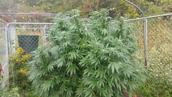 Grape Goddess Feminized - Image 2