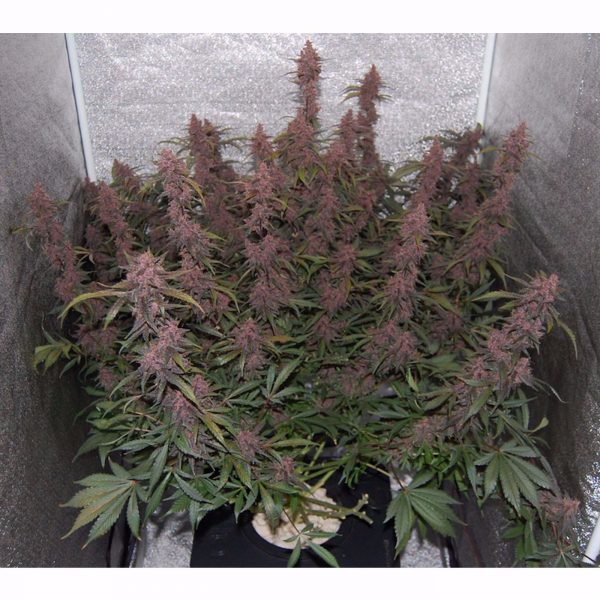 DEVILS LETTUCE Feminized