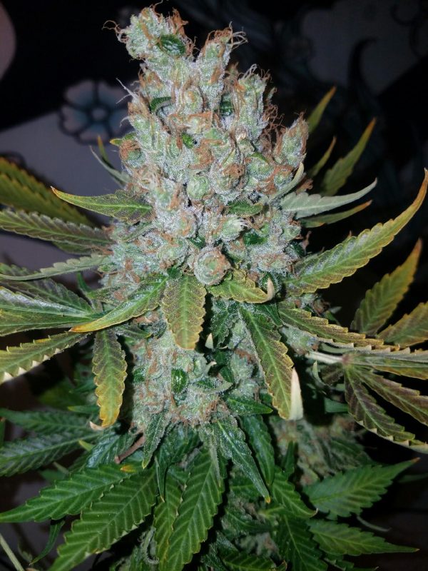 Vanilla ICE Feminized