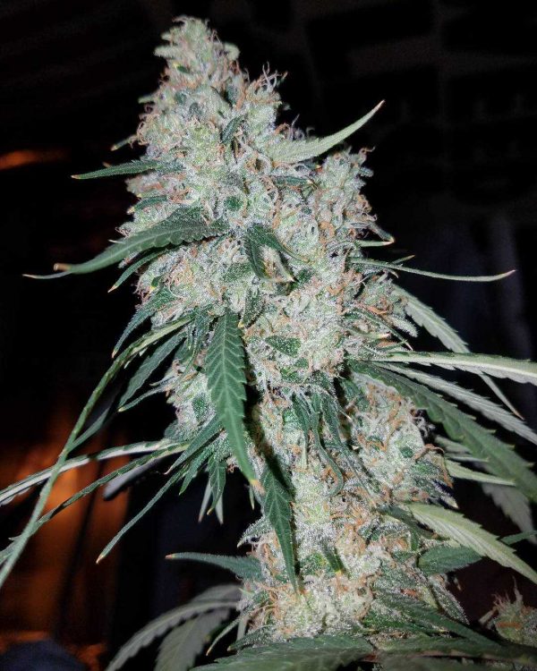 GORILLA GAS Feminized - Image 2