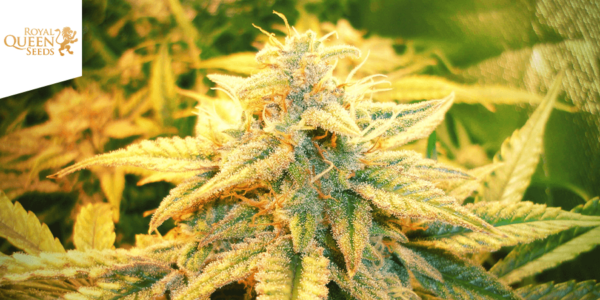 Charlotte's Web Auto Feminized