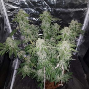 Blue Dream  Auto Feminized