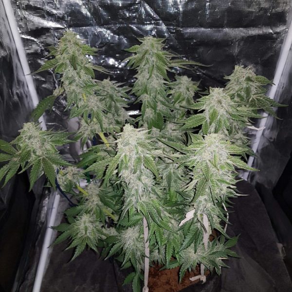 Blue Dream  Auto Feminized