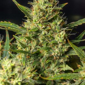 POISON AUTO Feminized