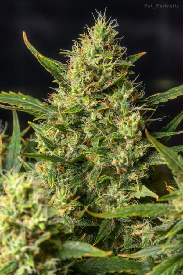 POISON AUTO Feminized