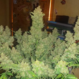 Magnum Auto Feminized
