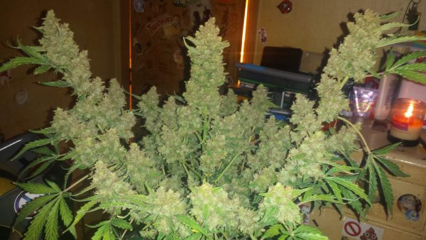 Magnum Auto Feminized