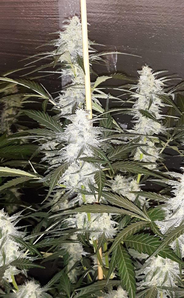 Skunk Auto #2 Feminized - Image 2