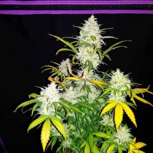 SENSI STAR AUTO Feminized