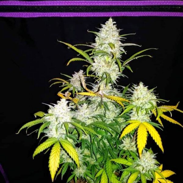 SENSI STAR AUTO Feminized