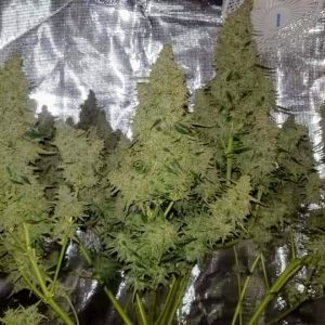 CORONA20 AUTO Feminized