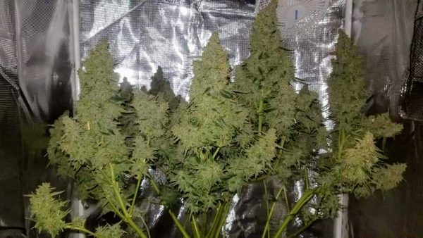 CORONA20 AUTO Feminized