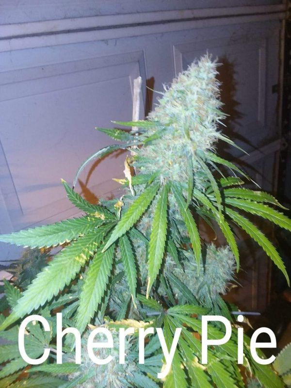 CHERRYPIE AUTO Feminized