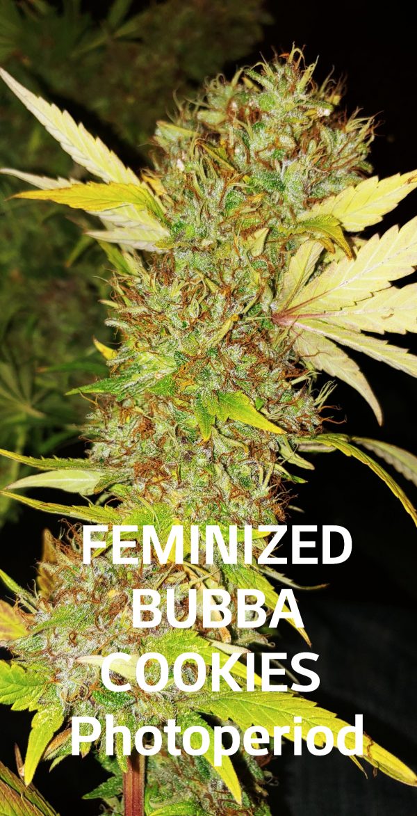 BUBBA COOKIES Feminized