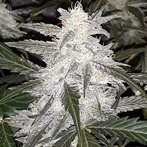 Skunk Auto #2 Feminized
