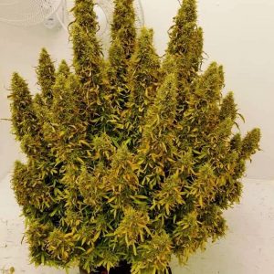 TONIC AUTO Feminized