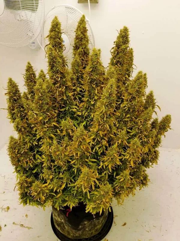 TONIC AUTO Feminized