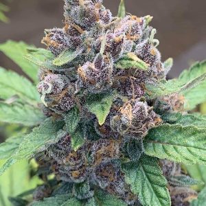PURPLE DIESEL AUTO FEMINIZED