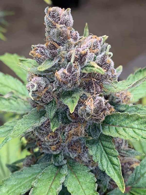 PURPLE DIESEL AUTO FEMINIZED
