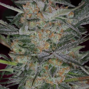 CheeseQuake Auto Feminized