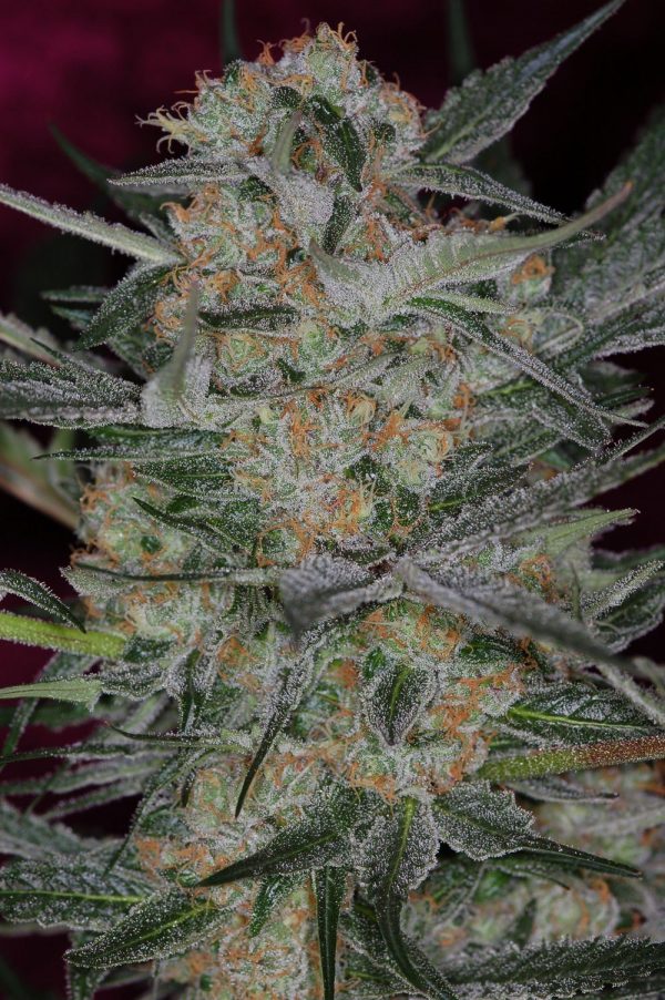 CheeseQuake Auto Feminized