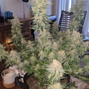 KANDY KUSH AUTO Feminized