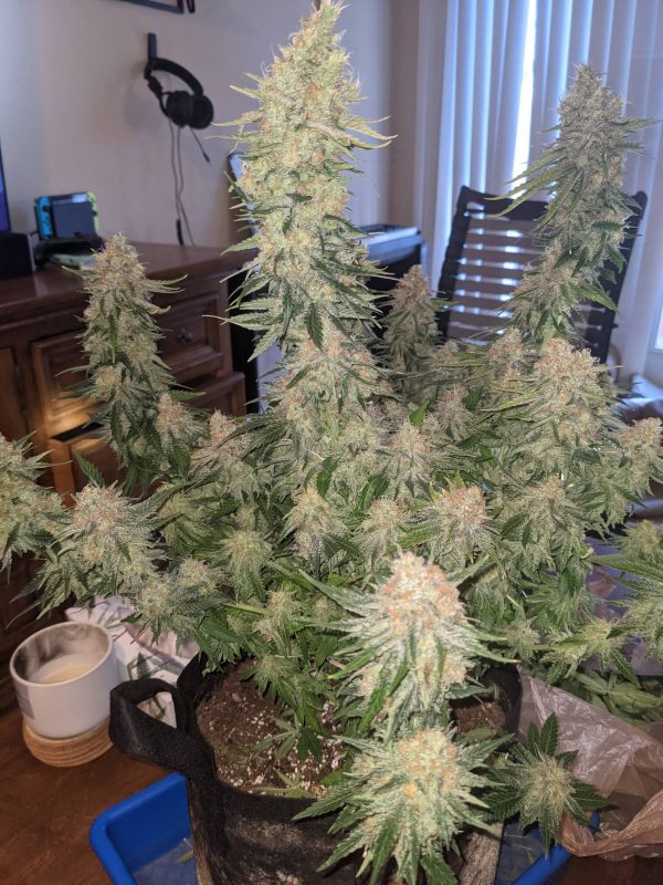 KANDY KUSH AUTO Feminized